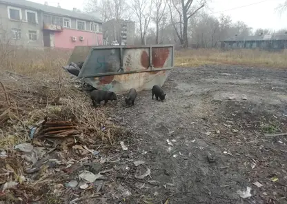 В Кемерово местные жители заметили маленьких кабанов около мусорки