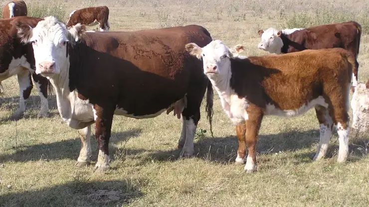 В Хакасии вывели новый тип герефордской породы быков
