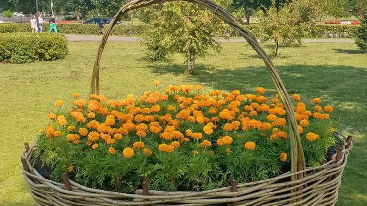 В Красноярске появятся 40 цветников-корзин