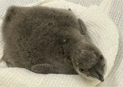 В Новосибирском зоопарке пингвины Гумбольдта стали родителями