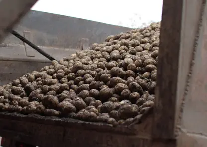 В Красноярском крае пострадавшим от пожаров предоставили 27 тонн картофеля для посадки