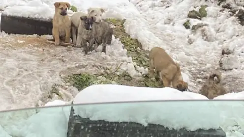 В Иркутской области сотрудники МЧС достали из канавы пятерых щенков