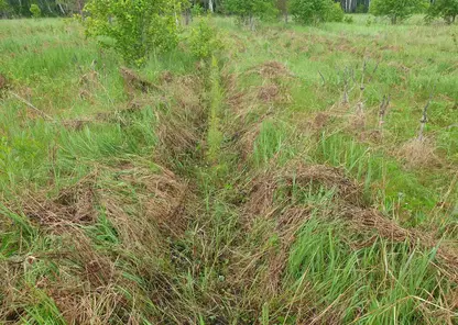 В лесах Красноярского края для сохранения хвойных сеянцев проводят агроуходы