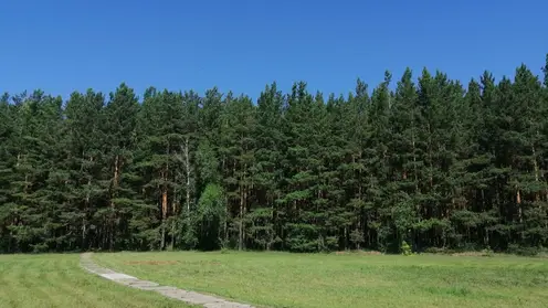 Заблудившуюся в лесу 84-летнюю женщину нашли в Красноярском крае