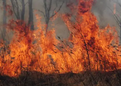 В лесах Красноярского края зафиксировано 6 очагов возгораний