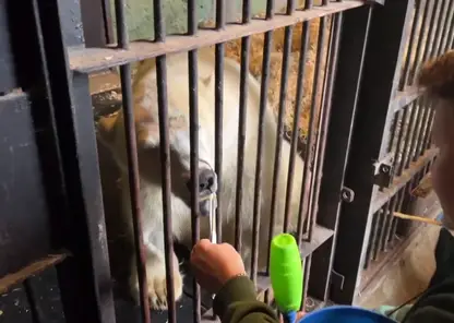 Белый медведь из Красноярского начал двигать пальцами на травмированных ногах