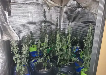 У красноярца после пожара нашли в квартире кусты марихуаны