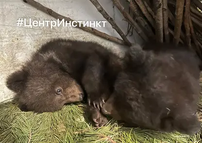 В Красноярске осиротевших медвежат назвали Крестиком и Ноликом