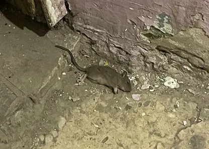 В Барнауле крысы атаковали дом в центре города