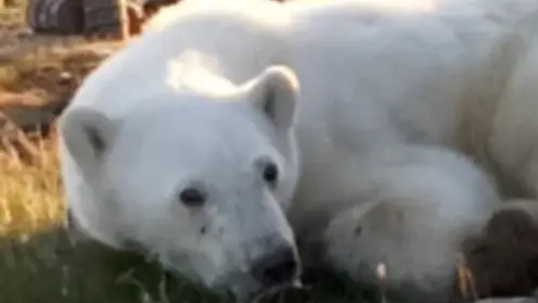 В Красноярском крае белый медведь застрял в консервной банке и вышел к людям за помощью