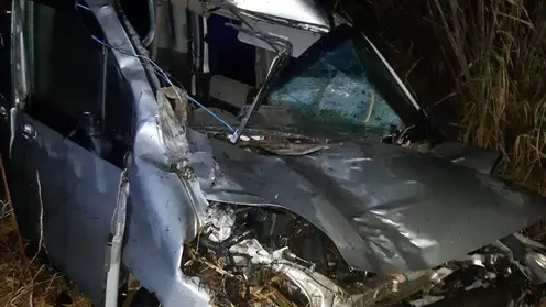 В Красноярском крае водитель Honda насмерть сбил лося 