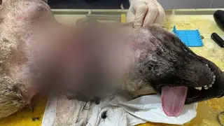 В Кемеровской области живодер пытался проволокой задушить собаку