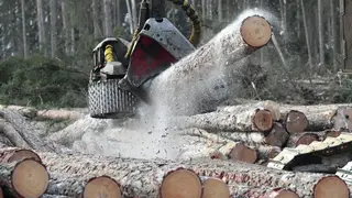 Более 3,2 млн кубометров лесоматериалов экспортировали из Красноярского края