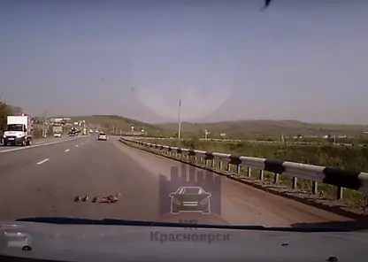 Под Красноярском водитель пропустил выбежавшую на дорогу семью уток и устроил ДТП