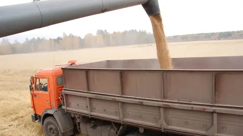В Иркутской области выявили 1000 тонн пшеницы с вредными примесями