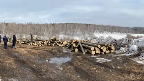 В Ачинском районе 32-летний мужчина незаконно спилил деревья на 1,5 млн рублей