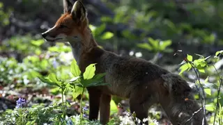 В Саяно-Шушенском заповеднике лисица поделилась своим уловом со специалистами