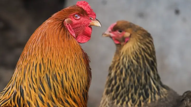 В Комсомольске-на-Амуре из-за птичьего гриппа уничтожили более 500 000 куриц