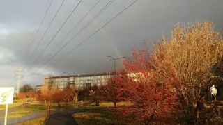 Дождь и похолодание до +6 градусов ожидаются в Красноярске на выходных