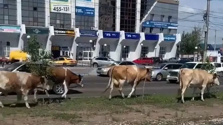 В столице Бурятии создадут «штрафстоянку» для скота