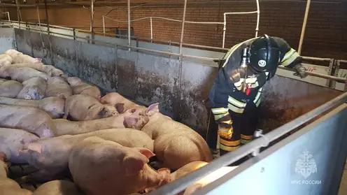 200 свиней едва не погибли во время пожара на свиноферме в Емельяновском районе
