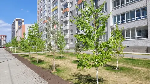 В Барнауле на строящейся улице высадят более 400 деревьев и кустарников