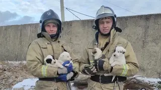 В Красноярском крае пожарные спасли собаку и её щенят