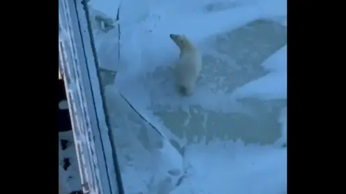 На севере Красноярского края белый медведь выпрашивал еду у команды атомного ледокола