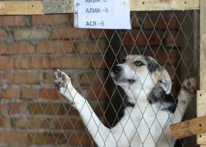 В Красноярске депутаты предложили внести изменения в закон о бродячих собаках