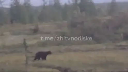 В Норильске медведь испугался мужчину