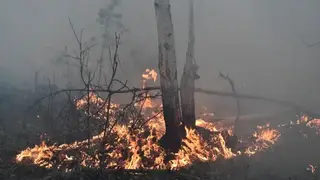 Режим ЧС из-за лесных пожаров ввели в Якутии