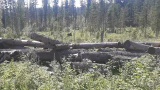 Жительница Красноярского края пойдет под суд по обвинению в незаконной рубке леса на 17 млн рублей