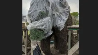 В Красноярске начали озеленять объёмные фигуры