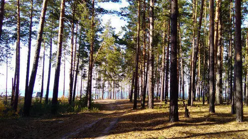 Статус природного парка получил Караканский бор в Новосибирской области
