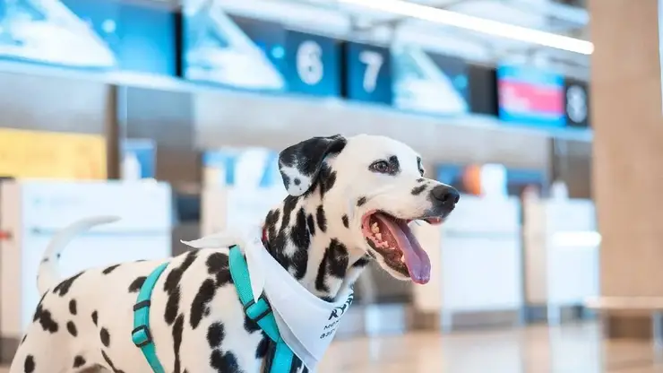 В красноярский аэропорт возвращаются "Собаки эмоциональной поддержки"