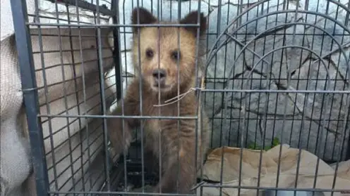Раненого медвежонка нашли в Алтайском крае инспекторы по охотничьему надзору