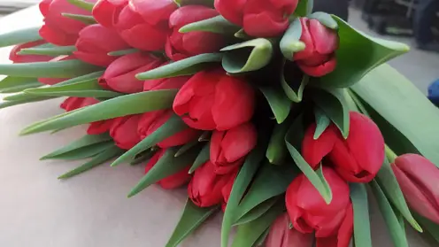 В красноярских теплицах начали срезать первые тюльпаны для предстоящих праздников