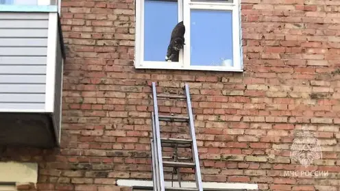 Сотрудники МЧС спасли в Лесосибирске застрявшего в окне кота