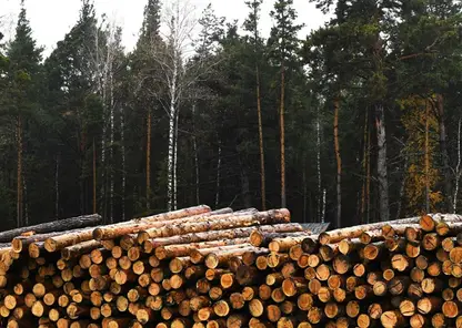 Из Красноярского края на экспорт отправлено более 800 тысяч кубометров лесопродукции