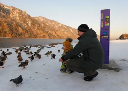 В Дивногорске на набережной установили автоматы с кормом для уток