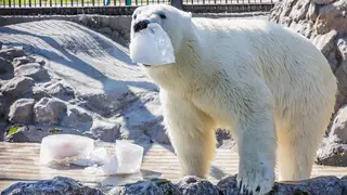 В красноярском «Роевом ручье» показали играющего со льдиной белого медведя