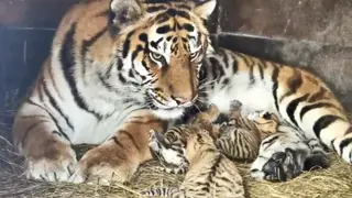 В зоопарке Барнаула тигрица Багира в Пасху в шестой раз стала мамой