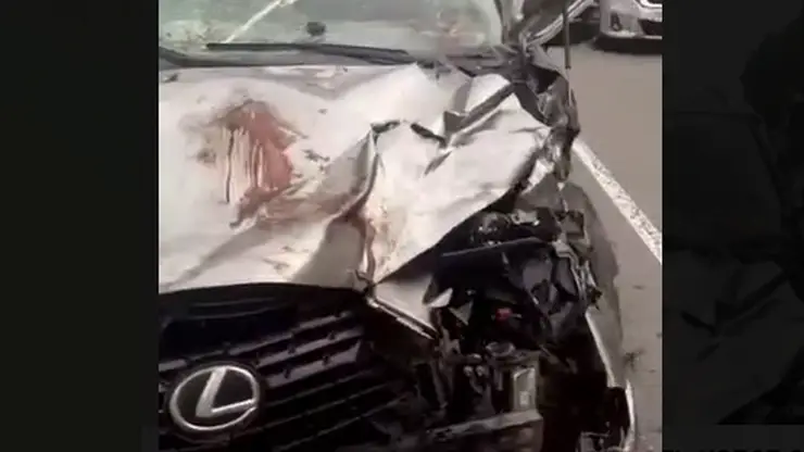 На трассе в Хабаровском крае раненный медведь растерзал Lexus