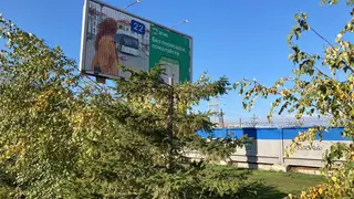 В Красноярске на улице Молокова ради рекламного щита варварски срезали деревья 