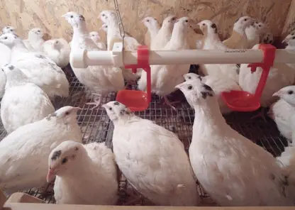 Больше 1000 птиц погибли на перепелиной ферме в Омской области из-за отключения электричества 