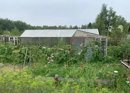 В Хабаровском крае на дачном участке культивировали и хранили наркосодержащие растения