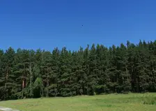 В Красноярском крае 52 лесопользователя лишились права аренды лесных участков