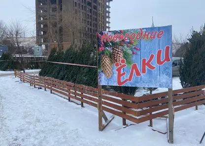 В Центральном районе Красноярска начнут продавать ёлки с 10 декабря