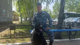 Полицейская собака Рич помогла раскрыть кражу двух баранов в Алтайском крае