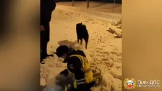 Провалившуюся в открытый коллектор собаку спасли красноярские полицейские